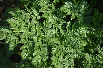 Wall Mural - Green Plant Leaves in Sunlight