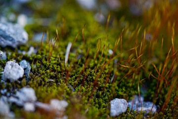 Moss growing 