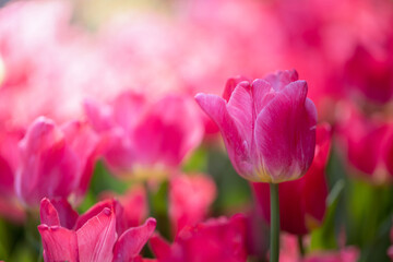 Wall Mural - Beautiful bouquet of tulips. colorful tulips. nature background