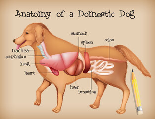 Sticker - Anatomy of a domestic dog