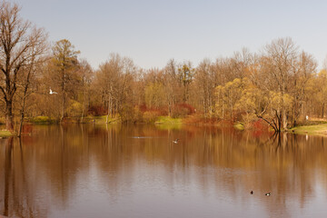 Spring awakening of nature at the pond