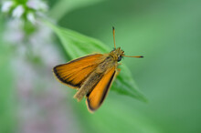 Close Up Of European Skipper (Thymelicus Lineola) On A Green Leaf