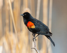 Red Winged Blackbird Perched On Tree Branch