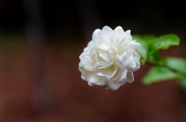 Wall Mural - White jasmine flower on blurred background