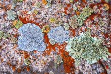 Natural Environment, Textured Stone With Bright Yellow Moss And Lichen, Close Up Background In Nature.