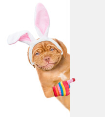 Poster - Smiling puppy wearing easter rabbits ears points on empty white banner. Isolated on white background