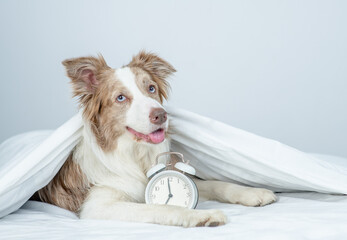Poster - Adult Border collie lying with alarm clock under white blanket on a bed at home