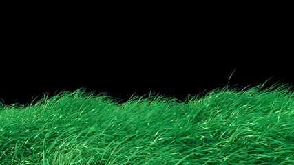 Wall Mural - grass wind loop with alpha channel. place on footage or background.