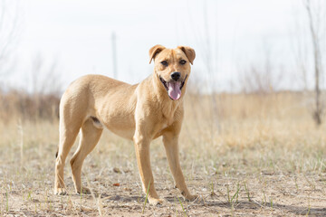 Wall Mural - a dog named Jack in nature in a place with the owner came to rest and was photographed