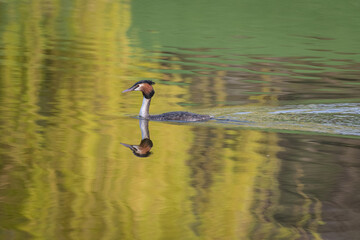 Aufkleber - A great crested grebe, Podiceps cristatus, swimming from right to left with perfect reflections in the water