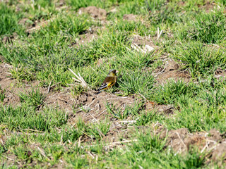 Poster - grey-capped oriental greenfinch in empty field 7