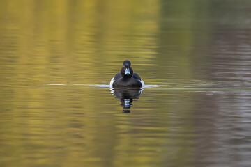 Aufkleber - A minimalistic image of a tufted duck, Aythya fuligula, as it swims and looks straight towards the camera. It is reflected in the still water