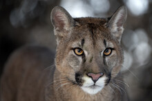 Portrait Of A Male American Cougar