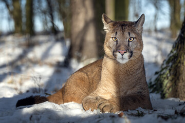 Portrait of a male American cougar