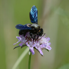 Violet carpenter bee (Xylocopa violacea) foraging a flower