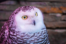 The Snowy Owl Or Bubo Scandiacus Is A Large, White Bird Of The True Owl Family. It Is Sometimes Also Referred To, More Frequently, As The Polar, White And The Arctic Owl
