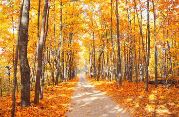 Sticker - Road in autumn forest