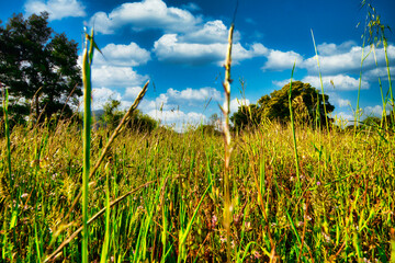 Wall Mural - field