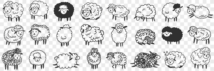 Wall Mural - Funny white and black sheep animals doodle set. Collection of hand drawn various funny cute fluffy sheets in farms in different poses enjoying life isolated on transparent background