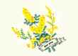 花束のイラスト。ミモザ、フサアカシアの花。