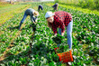 © JackF - A small group of people harvesting organic spinach in the fields on a small family farm