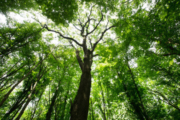 Wall Mural - forest trees. nature green wood sunlight backgrounds