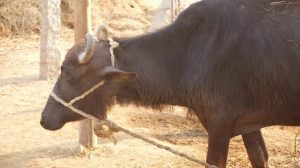 Sticker - Front side view of black cow tied with a large rope