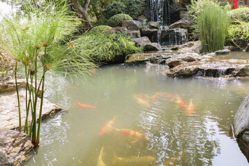 Wall Mural - koi fish in the garden pond