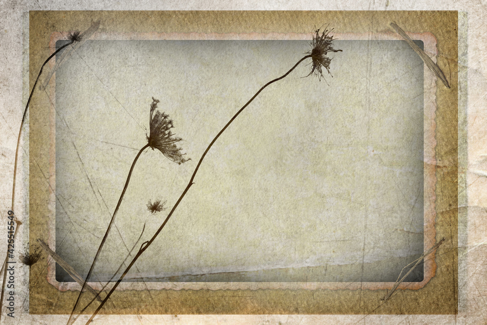 Textured old paper background with the dry wild flowers and herbs. Art ...