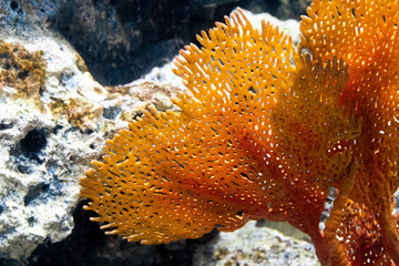 Close up Orange coral in aquarium