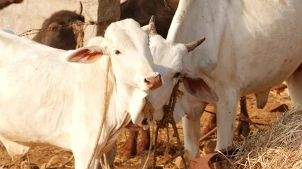 Wall Mural - Beautiful view of cattle, White cows footage