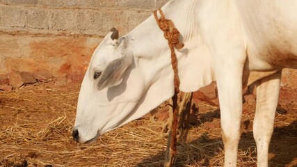 Sticker - Front view of white color cow standing, Cow standing footage