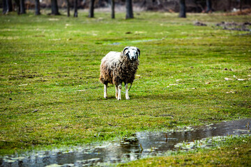 Sheep in the grass field.