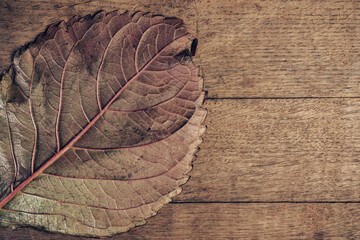 Aufkleber - Close up Beautiful faded old leaf on a brown old wooden table. Abstraction autumn style concept. Background pattern for design.