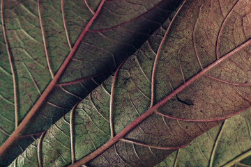 Poster - Beautiful leaf teture pattern background for design. Macro photography view.