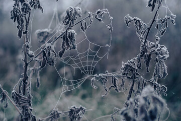 Poster - Frozen spider web background winter. Frozen nature. A cobweb on the grass in a woods covered by iced frost..