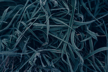 Poster - Close up beautiful surface of frozen grass background winter.