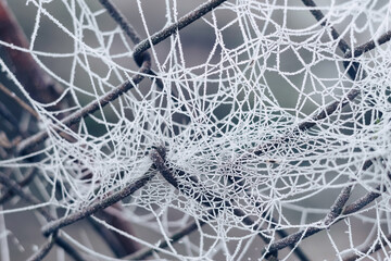 Poster - Frozen spider web background winter. Frozen nature. A cobweb on the grass in a woods covered by iced frost..
