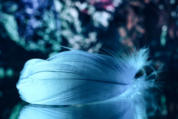 Poster - Beautiful blue Bird feather on a bokeh background.  Pattern background for design texture.  Macro view photography.