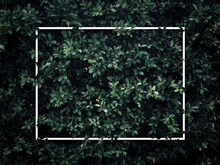 White Frame On Green Leaves Wall Texture Background.