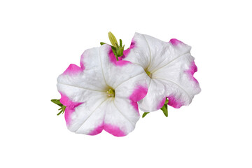 Wall Mural - couple of pink and white petunia flowers with green leaves isolated on white