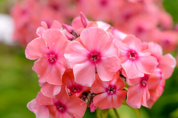 Wall Mural - pink phlox flowers in garden