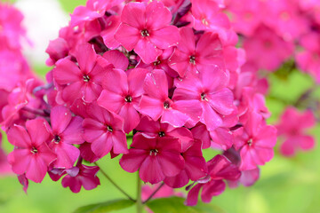 Wall Mural - pink phlox flowers in garden