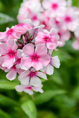 Wall Mural - pink phlox flowers in garden