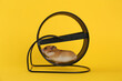 © New Africa - Cute little hamster in spinning wheel on yellow background