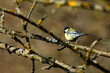 A titmouse on a branch