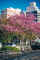 Sticker - Pink trumpet tree in Buenos Aires