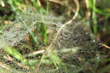 Closeup Photograph Of A Spiderweb Spun In Green Grass, Covered With Dew Drops Glistening In The Sun Rays Looking Like A Web Of Tiny Sparkling Diamond Pearls. 