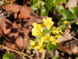 Epimedium perralchicum | Elfenblume oder Sockenblume 'Frohnleiten'. Wachstum mit dichtem Laubwerk und leuchtend goldgelbe Blumen überhängende