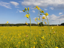 Bright Yellow Canola Flowers With Selective Focus, Bright Blue Sky And The Yellow Field Continuing To The Distance. Photographed In Finland.